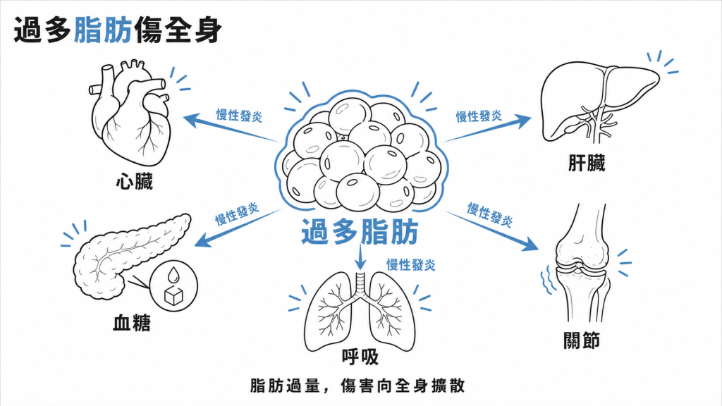 過多脂肪傷全身資訊圖：脂肪過量向心臟、肝臟、血糖、呼吸、關節放射傷害