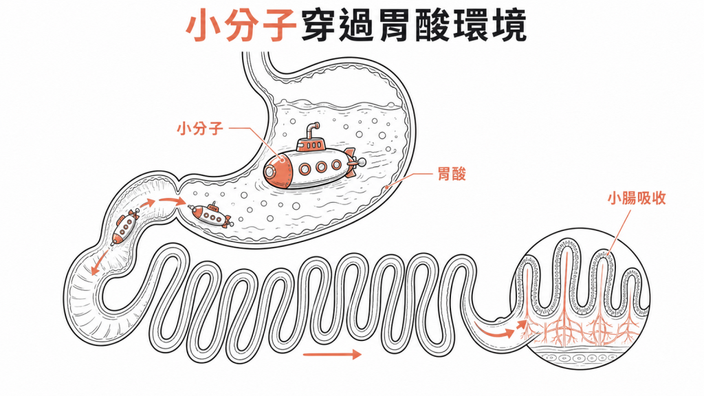 小分子口服藥能穿過胃酸環境