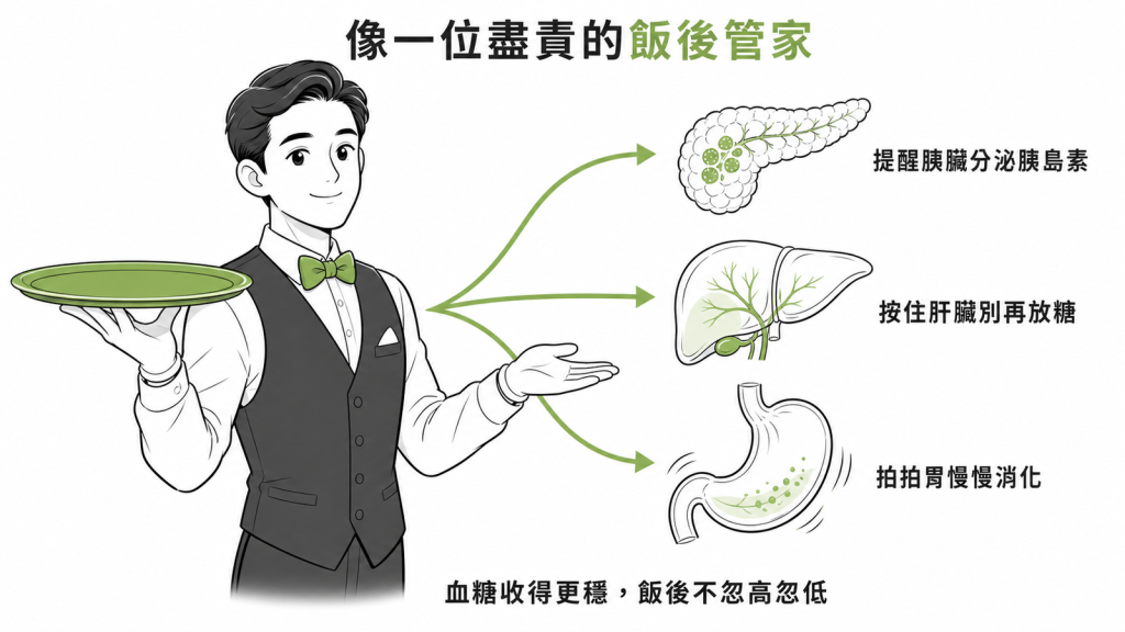 orforglipron 作用示意圖：像飯後管家提醒胰臟分泌胰島素、按住肝臟別再放糖、拍拍胃慢慢消化