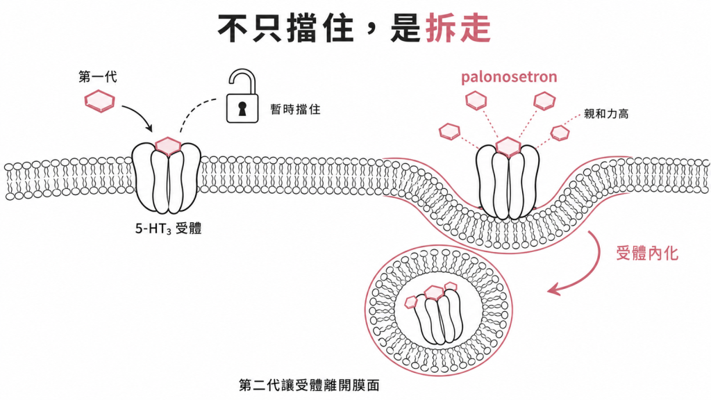 palonosetron 與第一代 5-HT3 拮抗劑比較：正協同性結合造成受體內化示意圖
