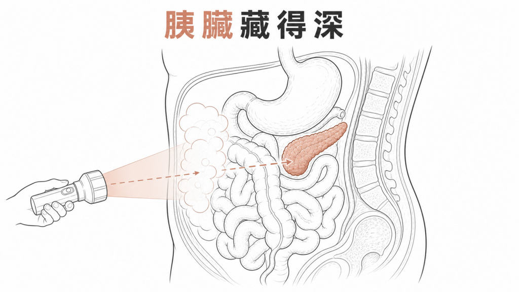 胰臟位在腹部深處且可能被胃腸與腸氣遮擋