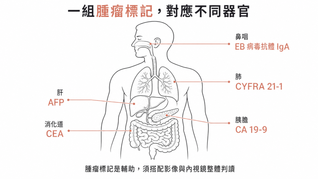 不同腫瘤標記對應肝消化道胰膽肺鼻咽等不同器官