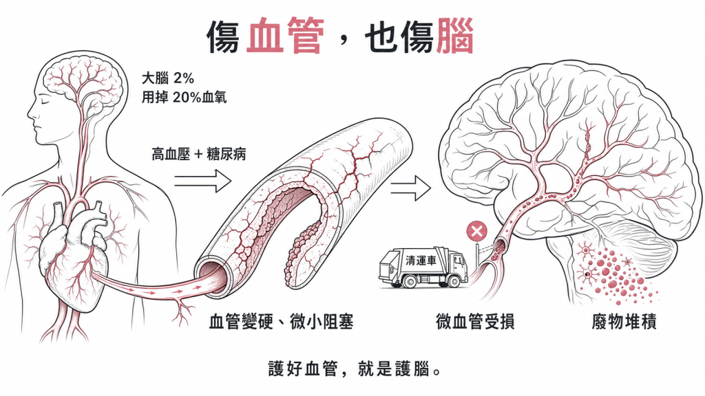 大腦只佔體重2%卻用掉20%血氧,高血壓與糖尿病讓血管變硬微小阻塞、大腦微血管受損垃圾清運車開不進去、代謝廢物堆積,護好血管就是護腦
