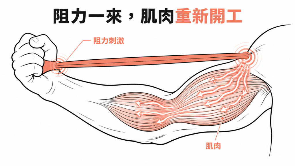 阻力運動能刺激肌肉重新生長