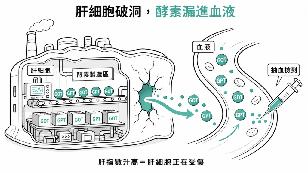 肝細胞像工廠挨餓受傷破洞裡面的GOT與GPT酵素漏進血液抽血就撿到所以肝指數升高代表肝細胞正在受傷
