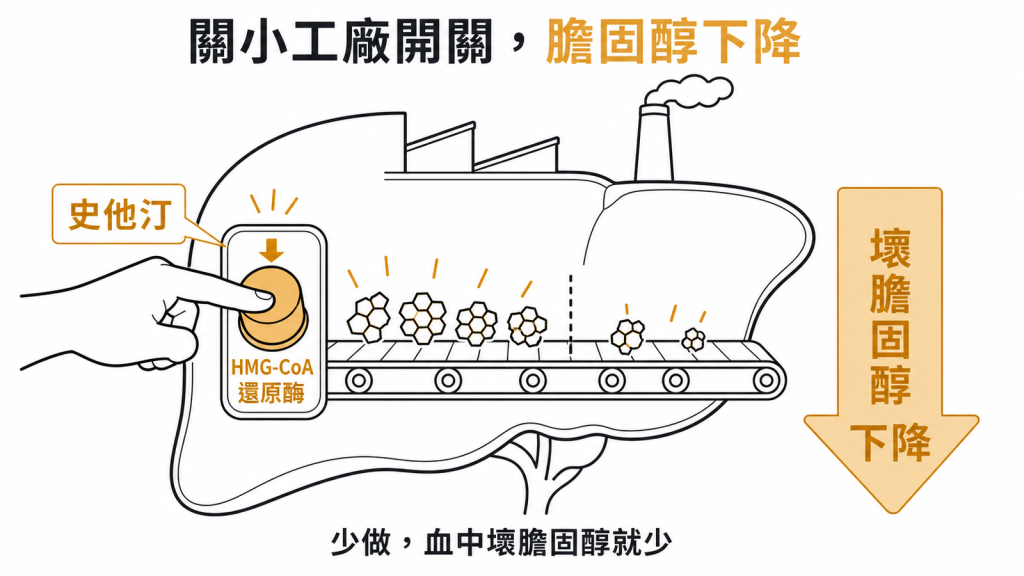 史他汀按住肝臟膽固醇工廠的HMG-CoA還原酶總開關，讓工廠少做膽固醇、血中壞膽固醇下降