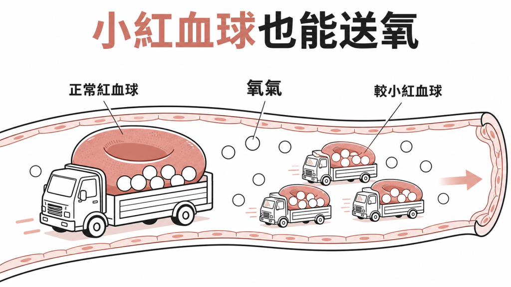 地中海貧血的小紅血球仍可運送氧氣