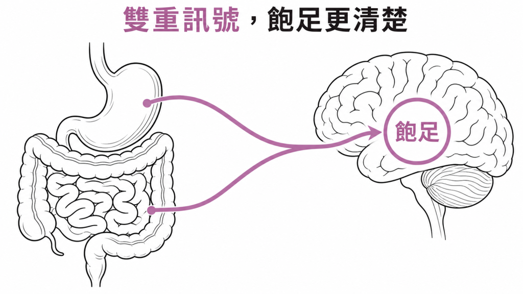 Tirzepatide 以雙重腸胃訊號提升飽足感