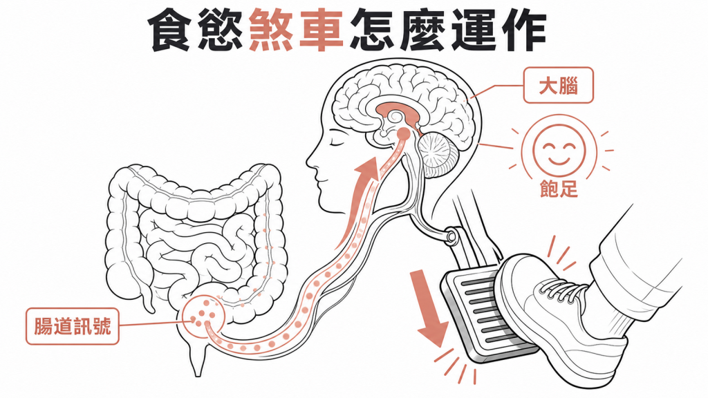 腸道飽足訊號幫食慾踩煞車