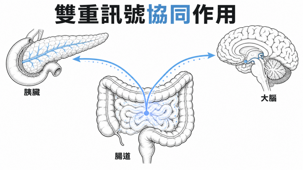 GIP 與 GLP-1 雙重腸泌素訊號示意