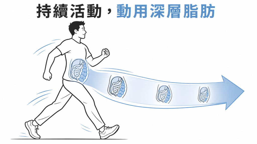 有氧運動協助消耗內臟脂肪線稿圖