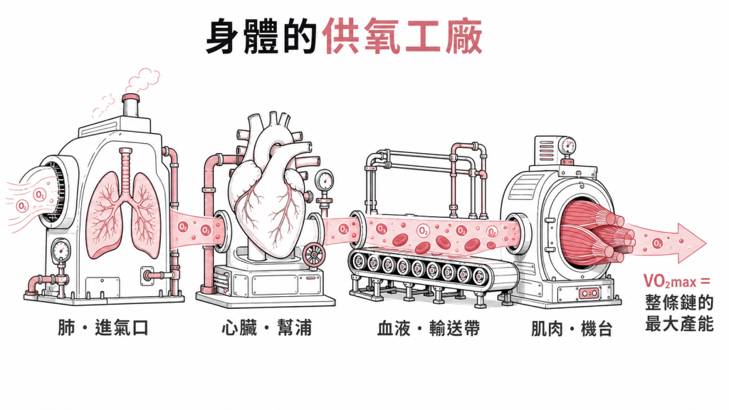 VO2max量的是肺、心臟、血液、肌肉整條供氧鏈全速運轉的最大產能