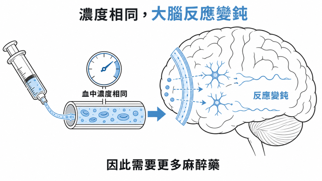 相同血中濃度下大腦反應變鈍的示意圖：長期飲酒者因此需要更多麻醉藥