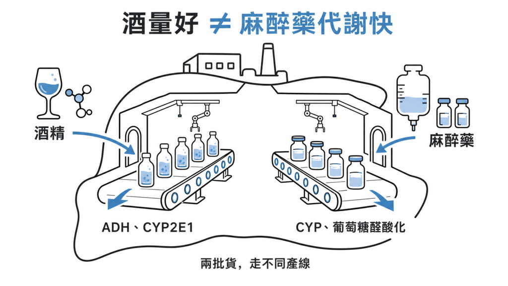 肝臟代謝產線示意圖：酒精走 ADH 與 CYP2E1，propofol、midazolam、alfentanil 走 CYP 氧化與葡萄糖醛酸化
