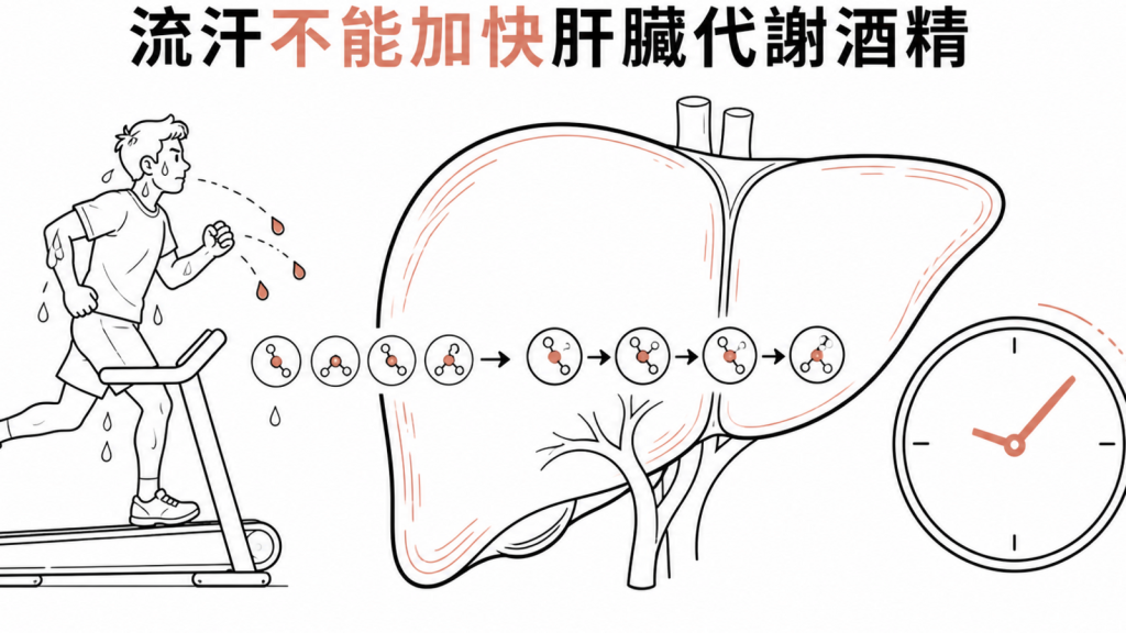 流汗不能加快肝臟代謝酒精