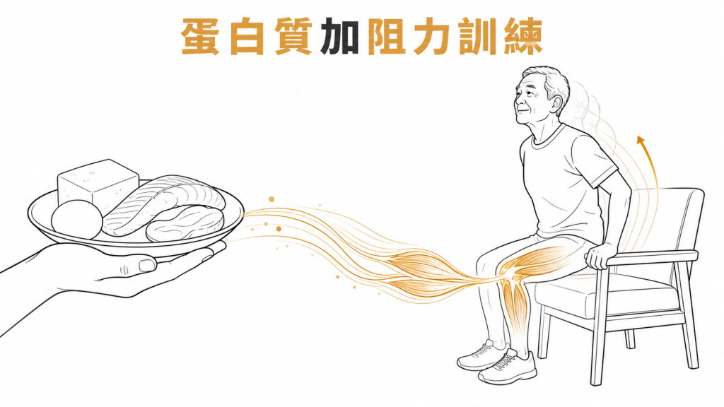 蛋白質搭配阻力訓練改善肌少症