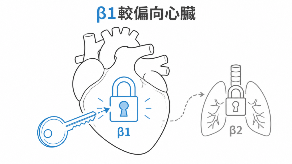 β1受體較偏向心臟，β2受體常見於支氣管的鎖孔比喻