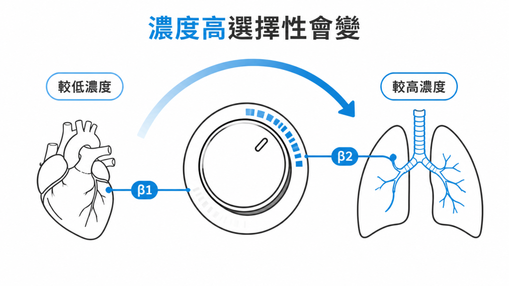 β阻斷劑濃度較高時，選擇性可能從心臟β1擴及支氣管β2