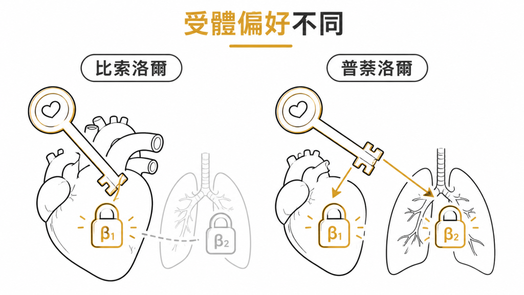 比索洛爾較偏向心臟β1受體,普萘洛爾同時阻斷β1與支氣管β2