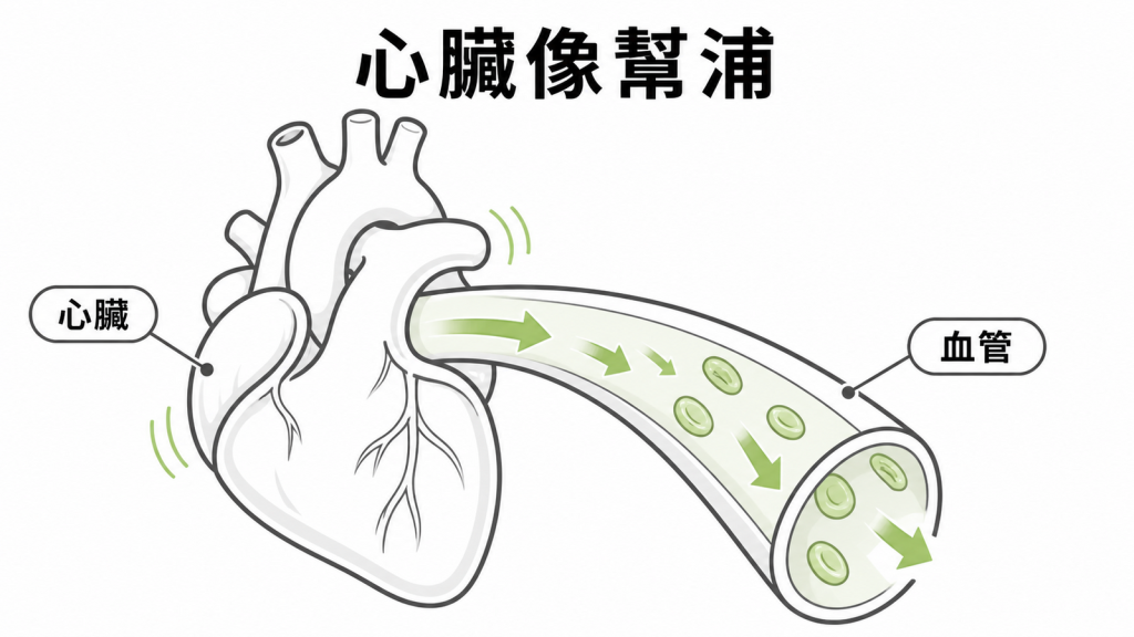 心臟像幫浦把血液推進血管的示意圖