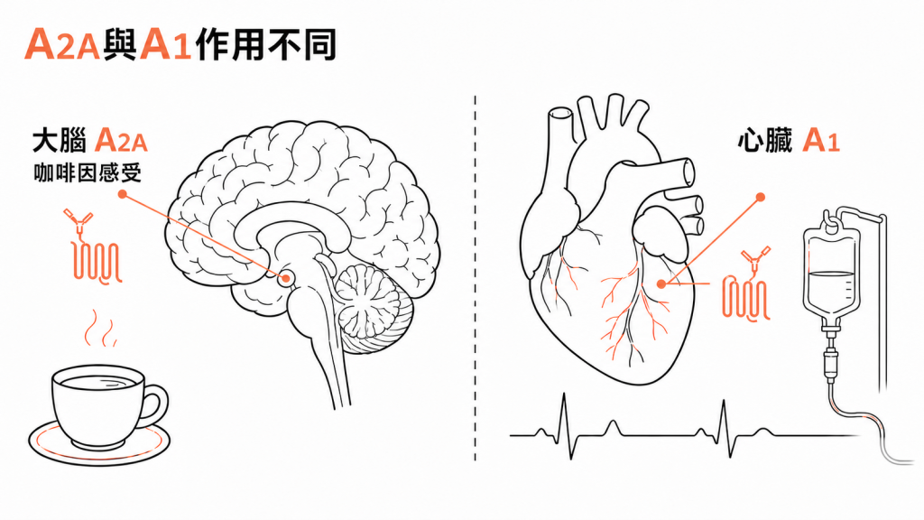 大腦 A2A 受體與心臟 A1 受體的作用位置不同