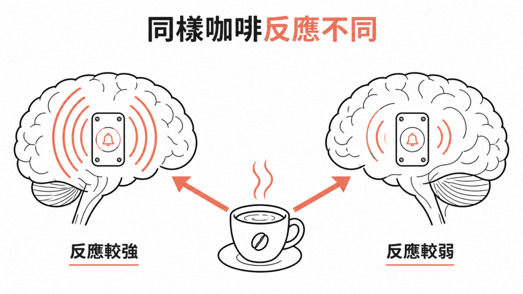 相同咖啡因進入身體後，大腦受體反應可能較強或較弱