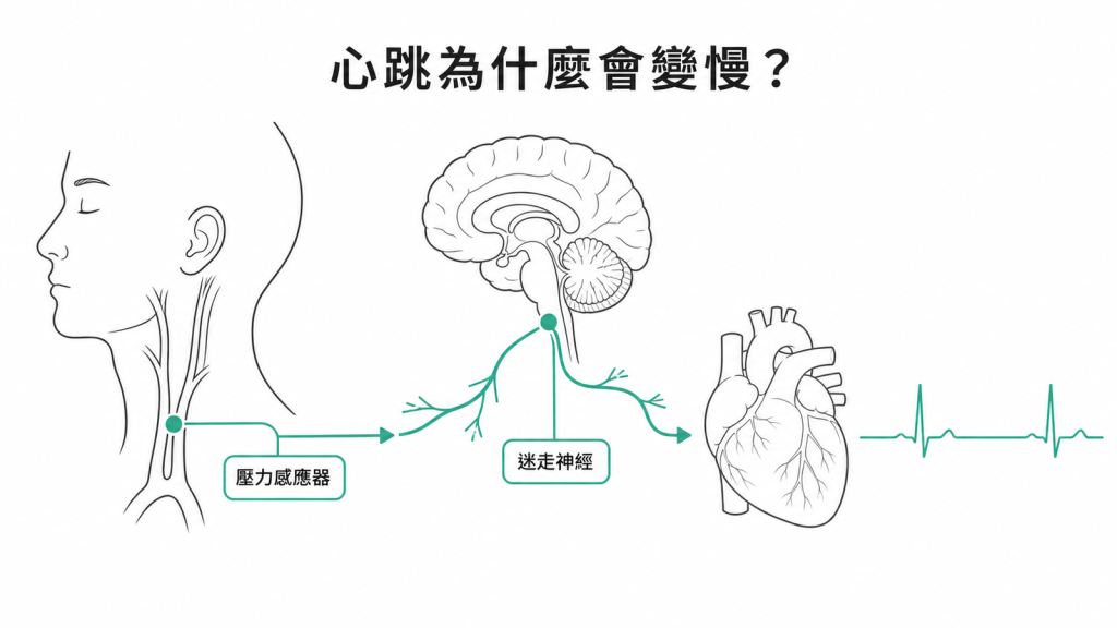 頸動脈竇受到刺激後讓心跳放慢的反射示意圖
