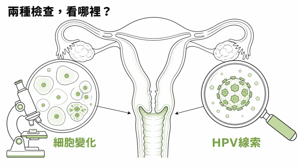 子宮頸細胞學檢查細胞變化，HPV 檢測病毒線索