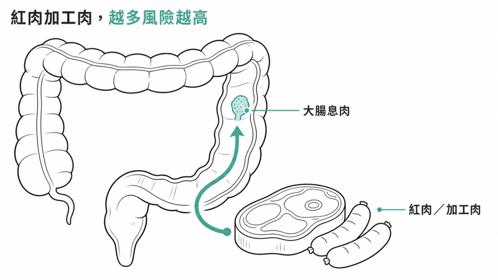 紅肉與加工肉增加大腸腺瘤風險的示意圖