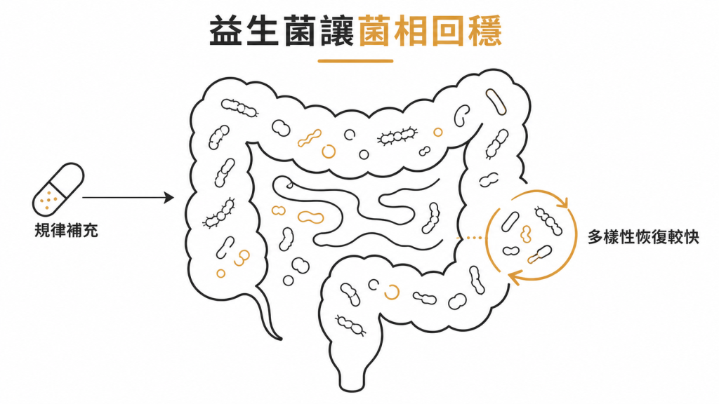 規律補充益生菌讓腸道菌相多樣性恢復較快的示意圖