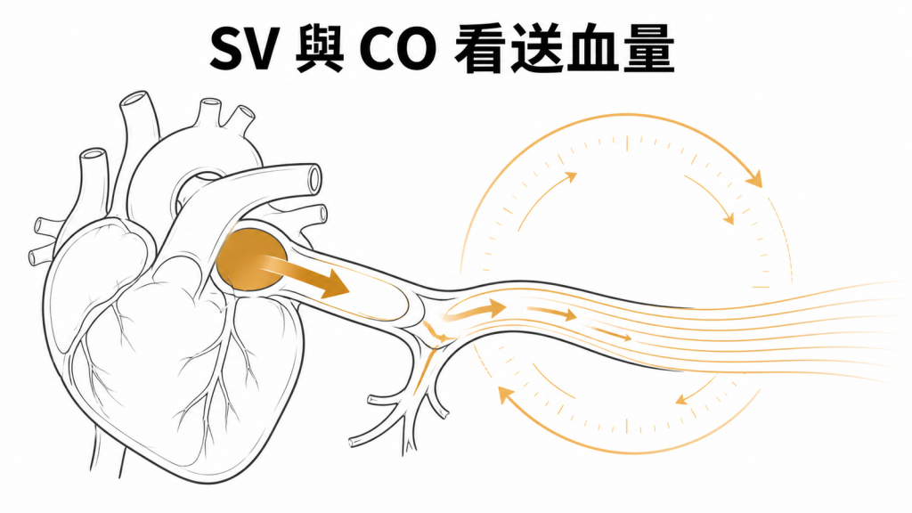 心臟每搏量與每分鐘心輸出量示意圖