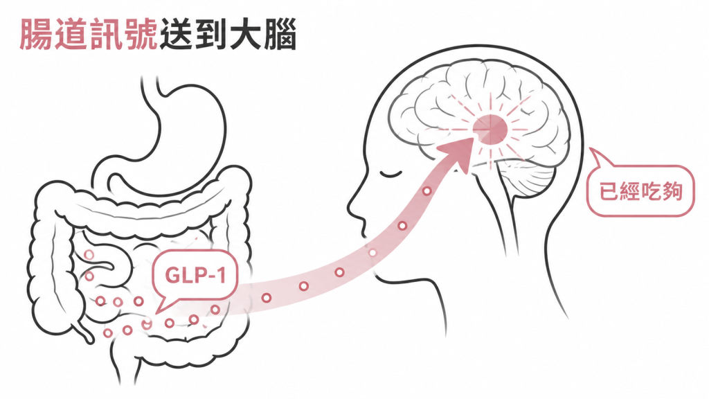 GLP-1 類藥物模仿腸道訊號,將吃夠的訊息送到大腦