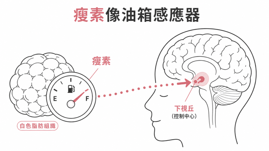 瘦素像油箱感應器,將脂肪存量訊號傳到下視丘