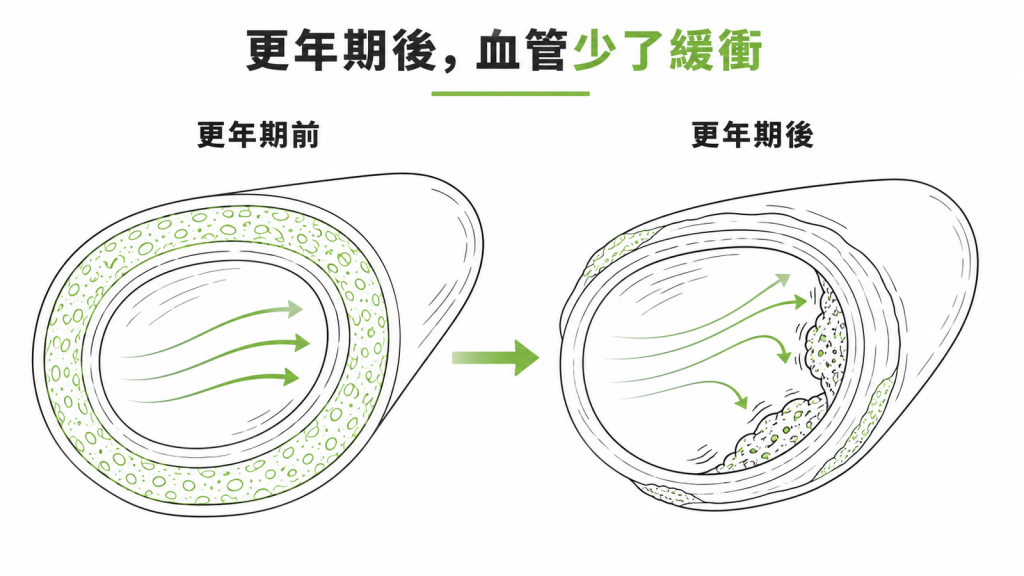 更年期後雌激素退場，血管少了原本的保護與緩衝