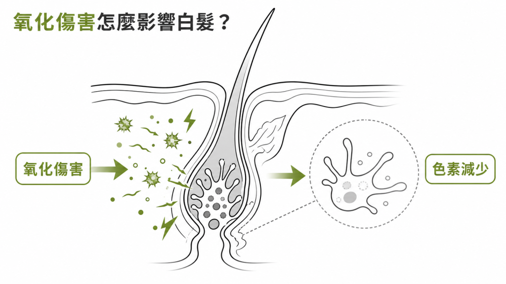 氧化傷害讓毛囊黑色素製造逐步下降