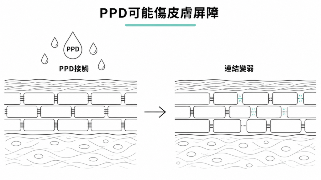 PPD接觸皮膚後可能讓皮膚屏障的細胞連結變弱