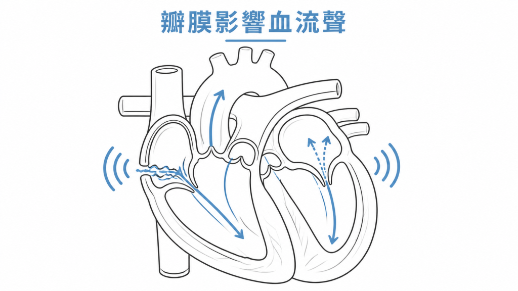 心臟瓣膜開關影響血流聲示意圖