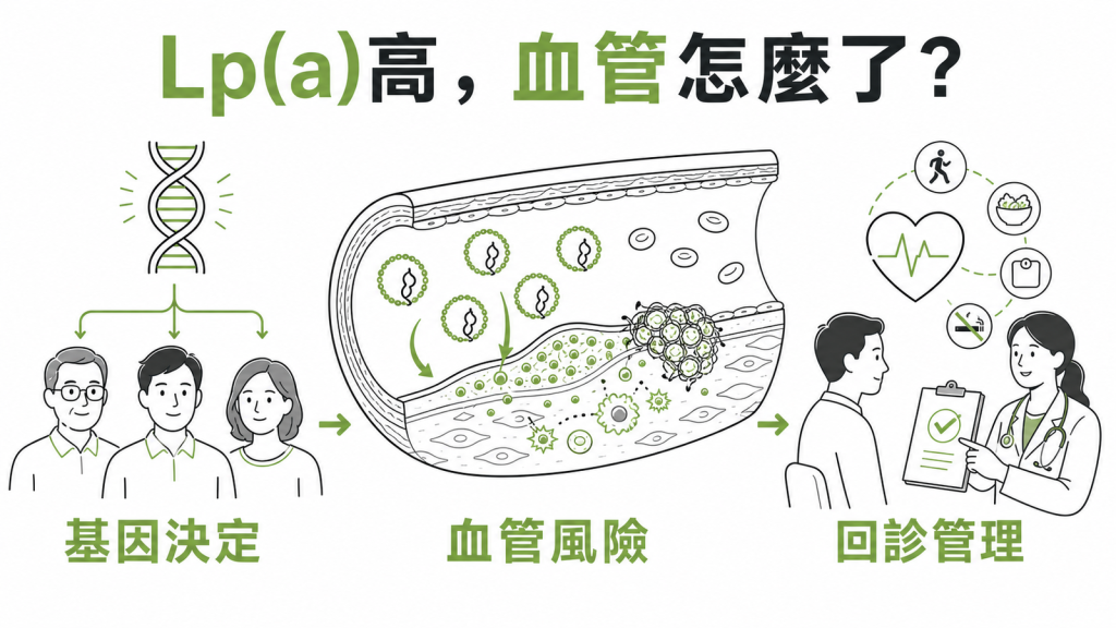 Lp(a) 脂蛋白(a) 心血管風險示意圖:基因決定數值高低、顆粒堆積造成血管風險、回診追蹤管理