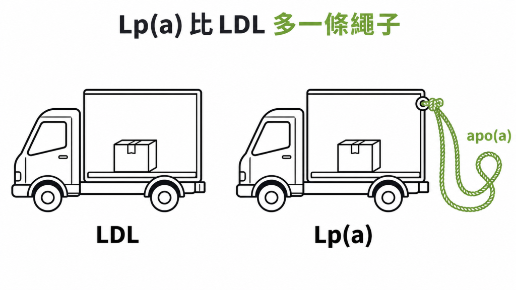 Lp(a) 與 LDL 的差別示意圖:同一款送貨卡車,Lp(a) 車尾多綁一條叫 apo(a) 的繩子