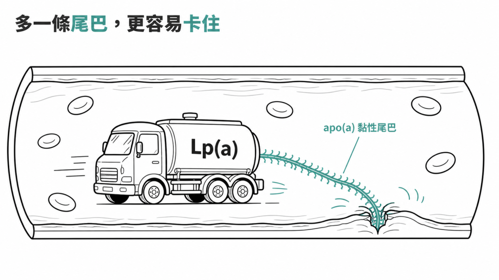 Lp(a) 像身上多黏一條 apo(a) 黏性尾巴的運油貨車,更容易卡在血管壁上