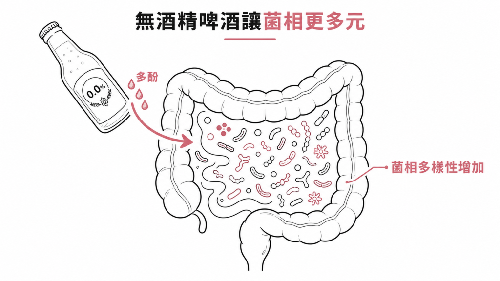 無酒精啤酒的多酚讓腸道菌相多樣性增加