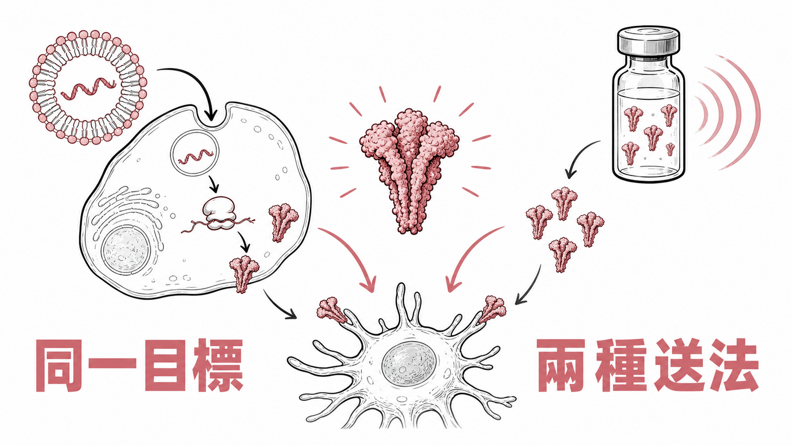 Novavax 新冠疫苗與 mRNA 疫苗用兩種方式呈現同一棘蛋白目標