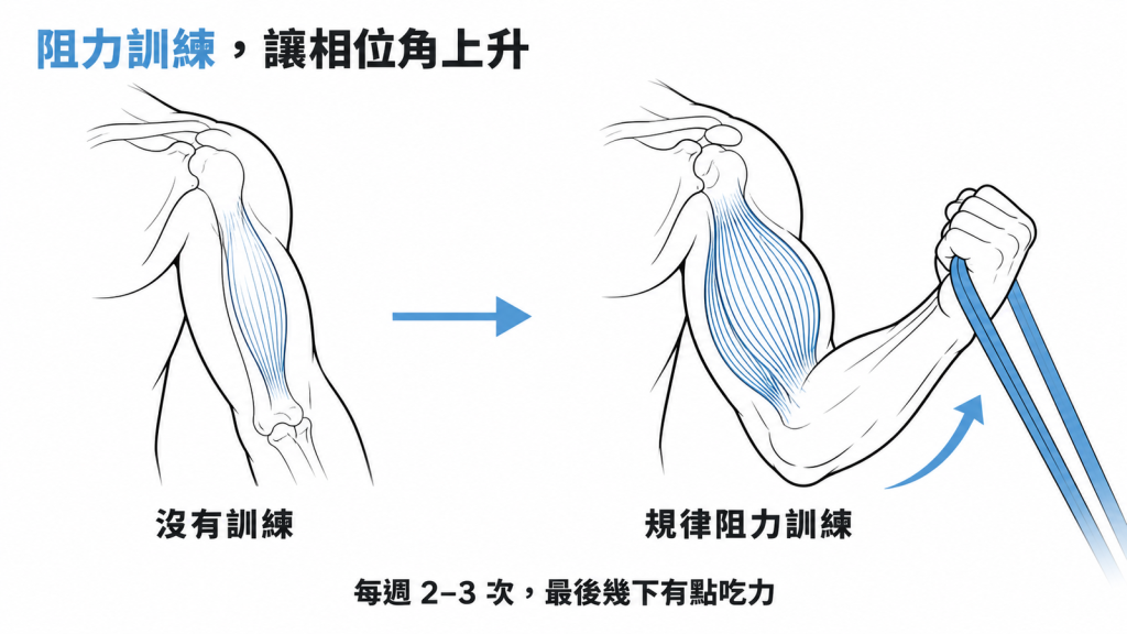 規律阻力訓練讓相位角上升，每週兩到三次、最後幾下有點吃力