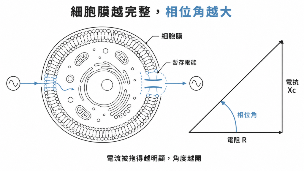 細胞膜越完整，電流被拖得越明顯，電阻與電抗夾出的相位角就越大