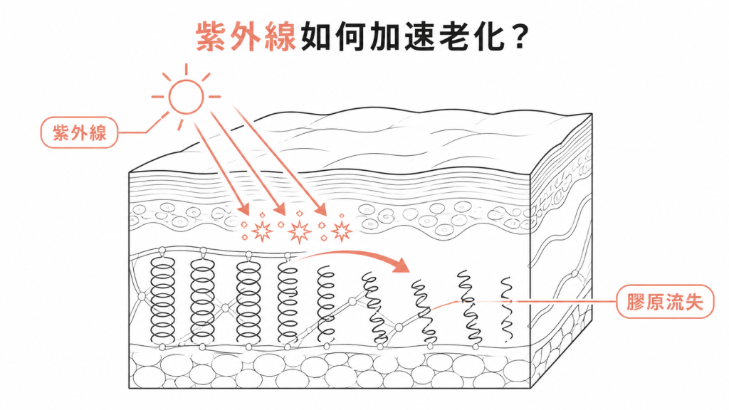 紫外線造成膠原流失的皮膚光老化示意圖