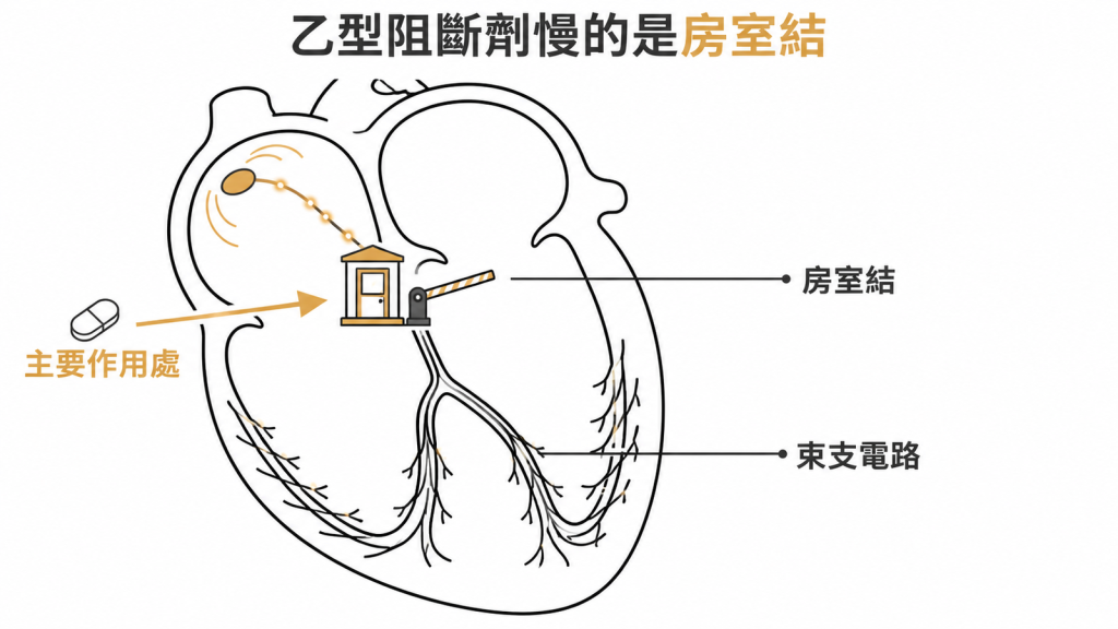 乙型阻斷劑主要作用在房室結、不影響束支電路的示意圖