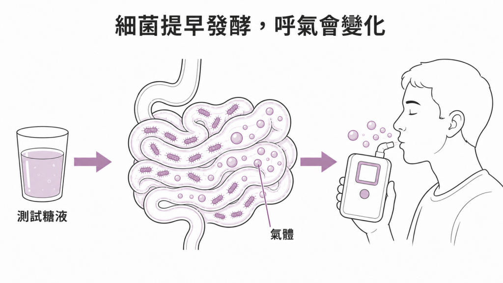 測試糖液在小腸提早發酵並由呼氣檢查測量氣體的圖解