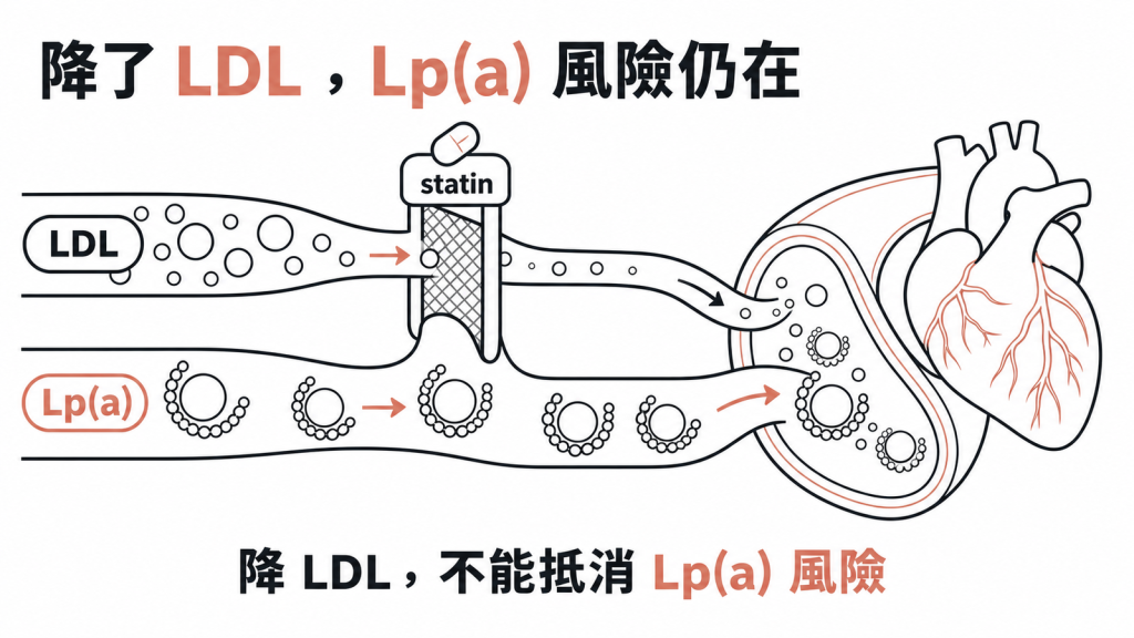 statin 擋下 LDL 這一路,Lp(a) 帶來的風險仍獨立存在,降 LDL 不能抵消它