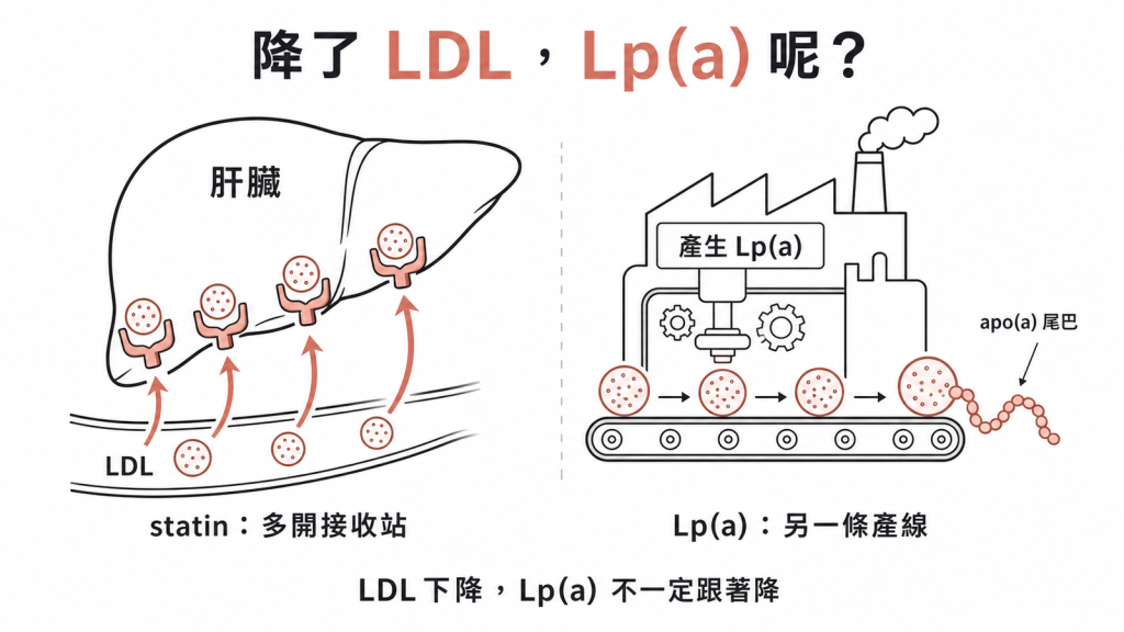 statin 讓肝臟多開壞膽固醇接收站使 LDL 下降,Lp(a) 走的是另一條產線不一定跟著降