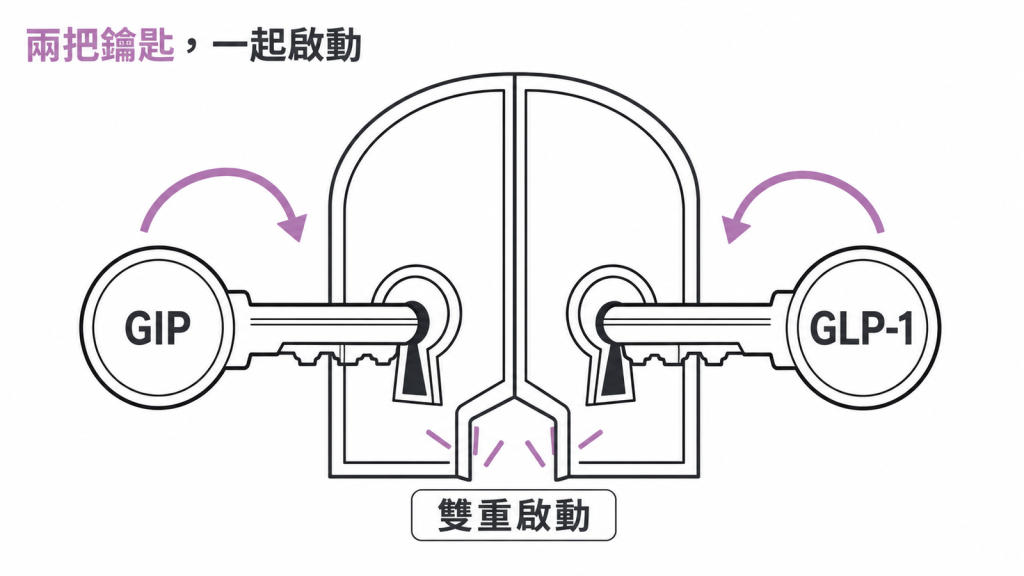 GIP 與 GLP-1 兩個受體像兩把鑰匙同時轉開門鎖的示意圖